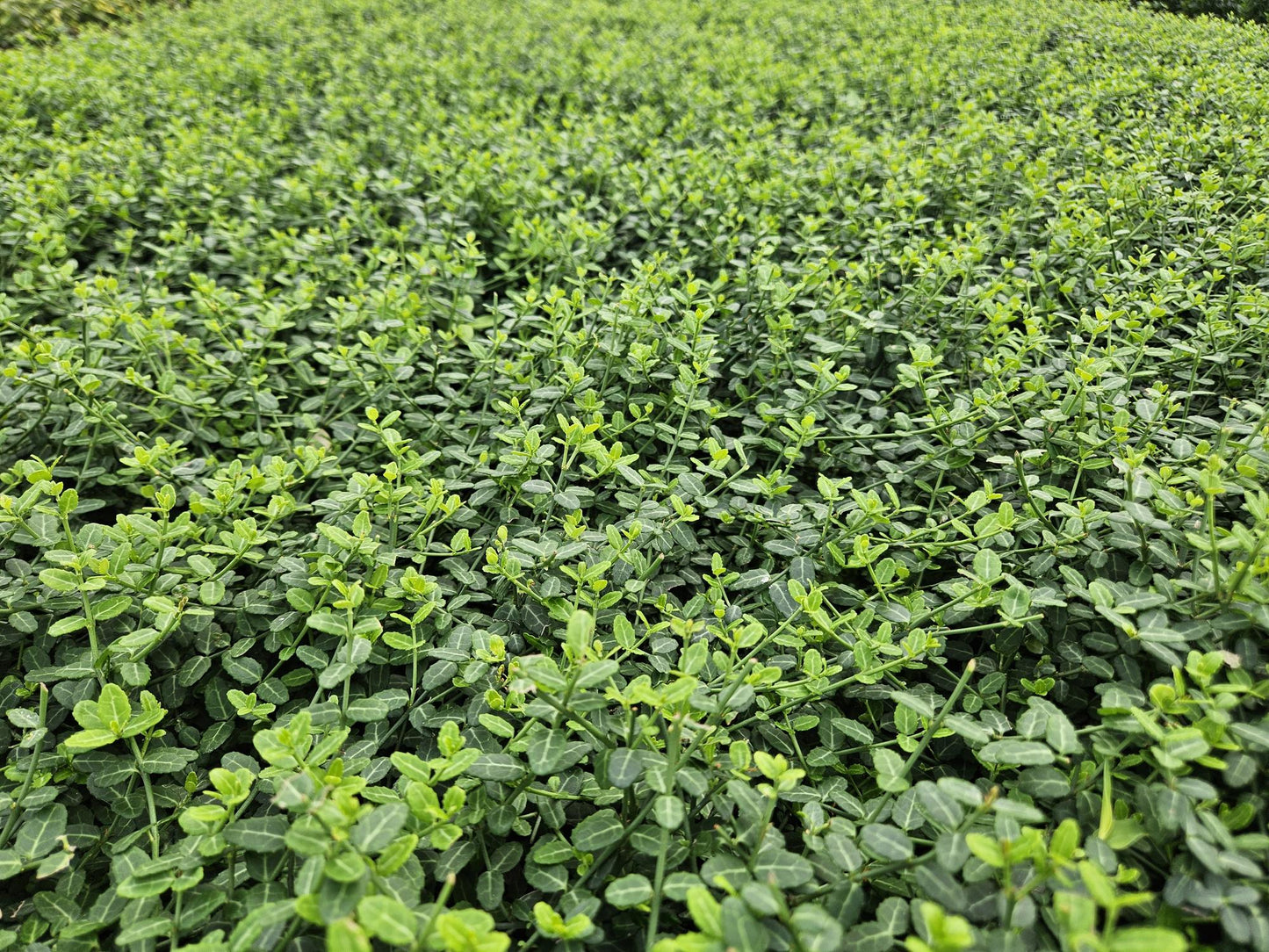 6x Euonymus fort. 'Minimus' - ↕10-25cm - Ø9cm