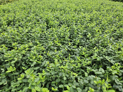 6x Euonymus fort. 'Minimus' - ↕10-25cm - Ø9cm