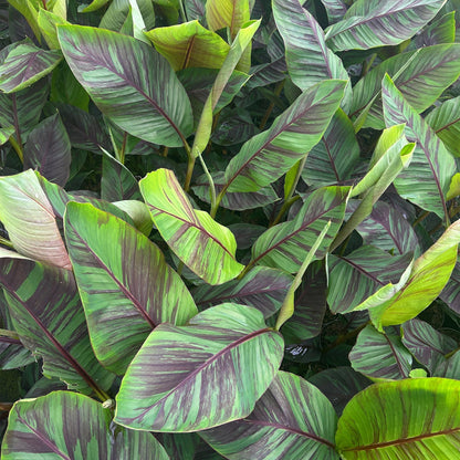 Green boutiQ - Fruitplant - Japanse vezelbanaan - Musa Ever Red - Winterhard - Pot 21cm Hoogte 90cm