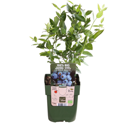 3 x Bosbessenplanten BIO - Ø 13 cm - ↨ 20 cm