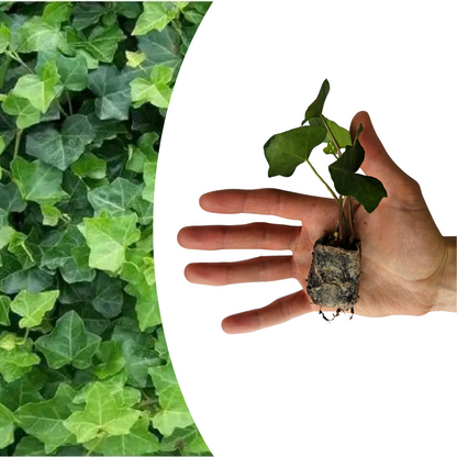 Hedera – 6 Pluggen | Groeien & Geniet van Groene Bedekking