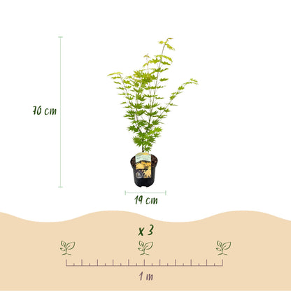 Green boutiQ - Terrasplant - Japanse Esdoorn - Acer palmatum Jordan - Geel - 1 Plant - Bladverliezend - Pot 19cm Hoogte 70cm