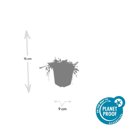 6x Leptinella squalida - ↕10-25cm - Ø9cm