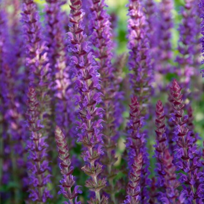 Salvia – 6 Pluggen | Kweek & Geniet van Prachtige Salvia