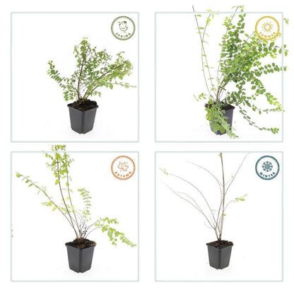 6x Symphoricarpos ch. 'Hancock' - ↕10-25cm - Ø9cm