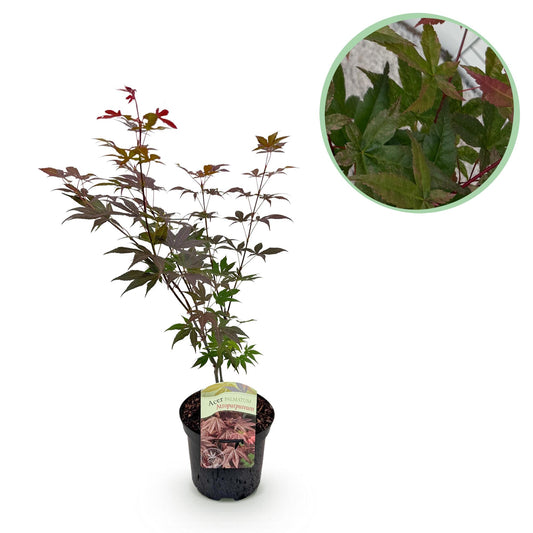 Green boutiQ - Terrasplant - Japanse Esdoorn - Acer palmatum Atropurpureum - Paars - 1 Plant - Bladverliezend - Pot 19cm Hoogte 70cm
