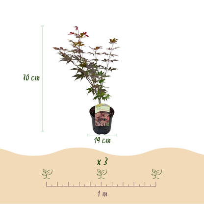 Green boutiQ - Terrasplant - Japanse Esdoorn - Acer palmatum Atropurpureum - Paars - 2 Planten - Bladverliezend - Pot 19cm Hoogte 70cm