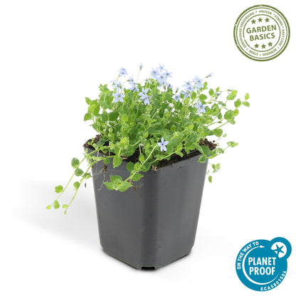 6x Isotoma fluviatilis - ↕10-25cm - Ø9cm