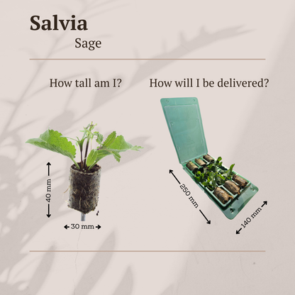 Salvia – 6 Pluggen | Kweek & Geniet van Prachtige Salvia