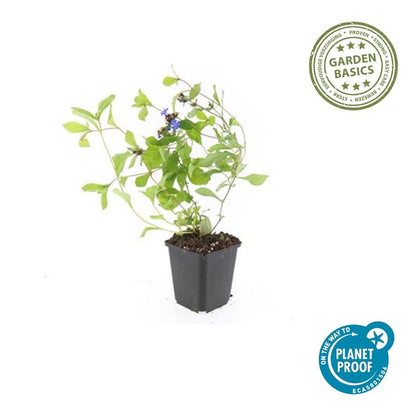 6x Ceratostigma plumbaginoides  - ↕10-25cm - Ø9cm