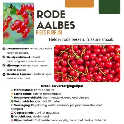 3 x Biologische Kruisbessenplanten - Ø 13 cm - ↨ 20 cm