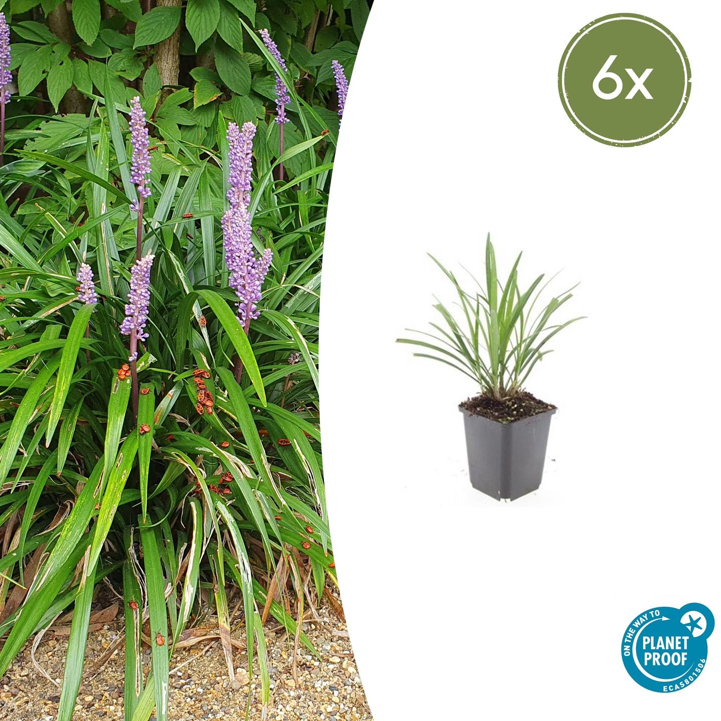 6x Liriope muscari 'Ingwersen' - ↕10-25cm - Ø9cm