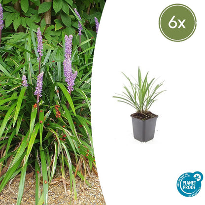 6x Liriope muscari 'Ingwersen' - ↕10-25cm - Ø9cm