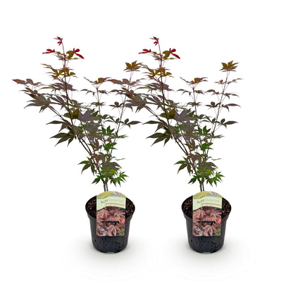Green boutiQ - Terrasplant - Japanse Esdoorn - Acer palmatum Atropurpureum - Paars - 2 Planten - Bladverliezend - Pot 19cm Hoogte 70cm