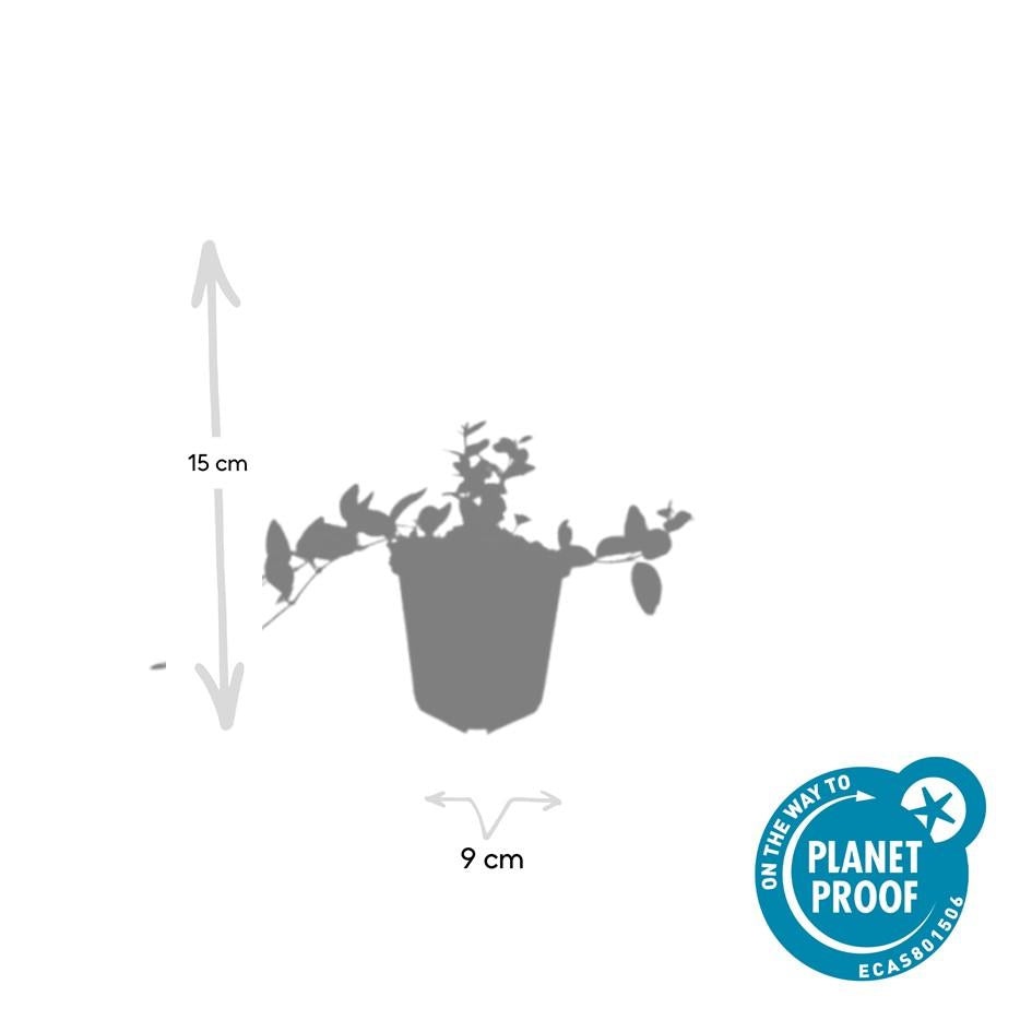 6x Vinca minor 'Argenteovariegata' - ↕10-25cm - Ø9cm