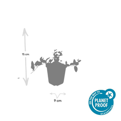 6x Vinca minor 'Argenteovariegata' - ↕10-25cm - Ø9cm