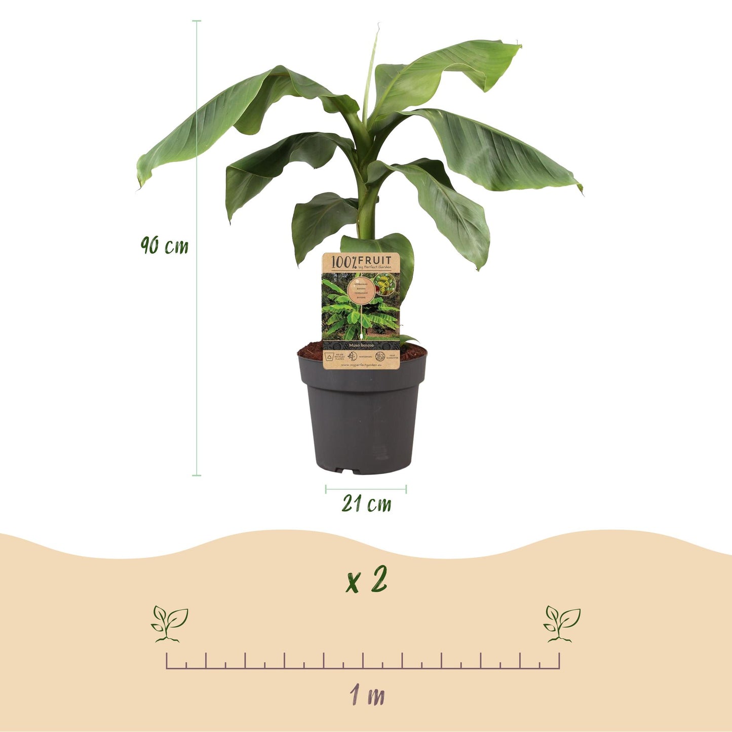Green boutiQ - Fruitplant - Japanse vezelbanaan - Musa Basjoo - Winterhard - Pot 21cm Hoogte 90cm
