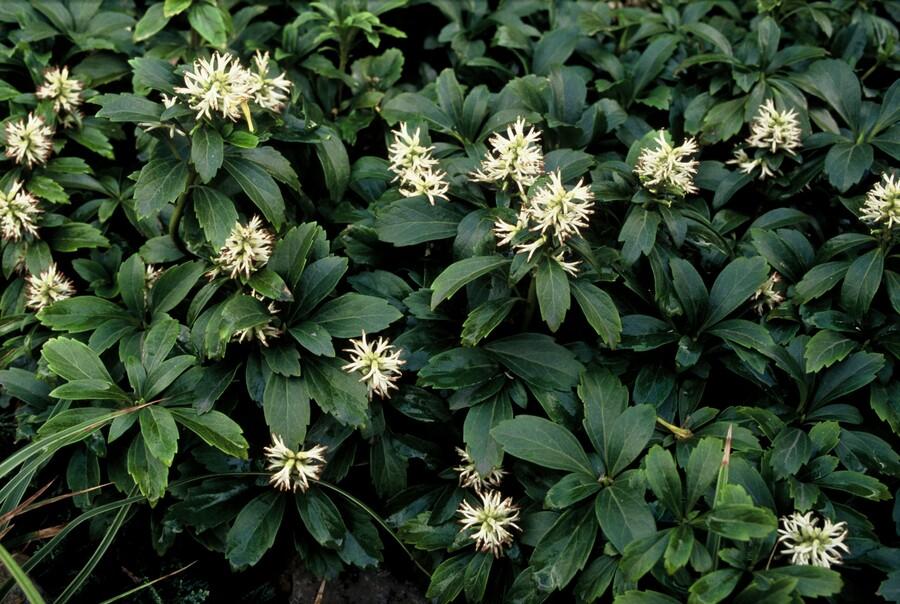 6x Pachysandra term. 'Green Sheen' - ↕10-25cm - Ø9cm