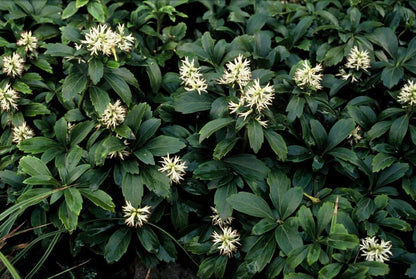 6x Pachysandra term. 'Green Sheen' - ↕10-25cm - Ø9cm