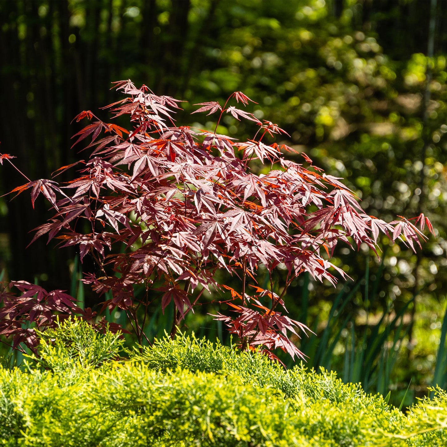 Green boutiQ - Terrasplant - Japanse Esdoorn - Acer palmatum Atropurpureum - Paars - 1 Plant - Bladverliezend - Pot 19cm Hoogte 70cm