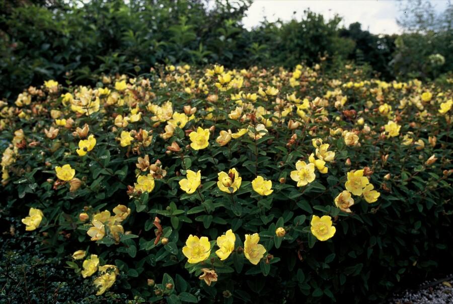 6x Hypericum dummeri 'Peter Dummer' - ↕10-25cm - Ø9cm