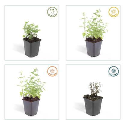 6x Nepeta 'Six Hills Giant' - ↕10-25cm - Ø9cm