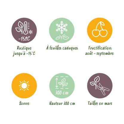 Green boutiQ - Fruitplant - Groene & Gele Kiwi - Actinidia deliciosa Jenny & Golden Kiwi  - 2 planten  - Pot 15cm Hoogte 50cm