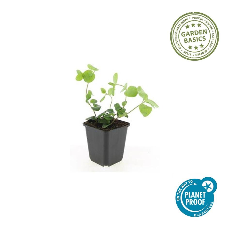 6x Vinca major - ↕10-25cm - Ø9cm