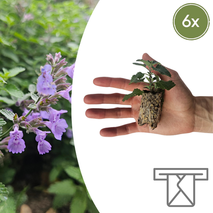 Nepeta – 6 Pluggen | Zelf Kweken & Genieten van een Aromatische Tuin!
