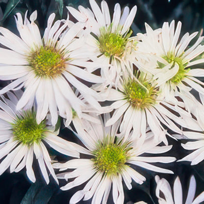 6x Aster ageratoides 'Ashvi' - ↕10-25cm - Ø9cm