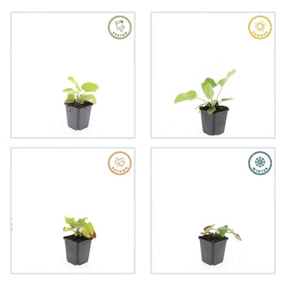 6x Phlomis russeliana - ↕10-25cm - Ø9cm