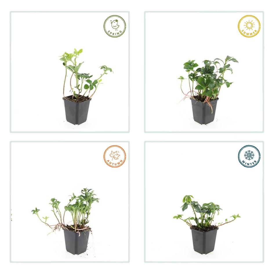 6x Pachysandra term. 'Green Sheen' - ↕10-25cm - Ø9cm