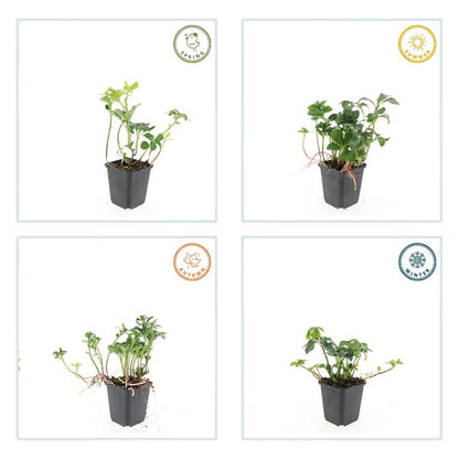 6x Pachysandra term. 'Green Sheen' - ↕10-25cm - Ø9cm