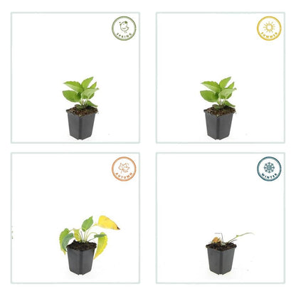 6x Rudbeckia fulgida 'Goldsturm' - ↕10-25cm - Ø9cm