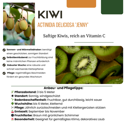 3 x Biologische kiwiplanten - Ø 13 cm - ↨ 20 cm