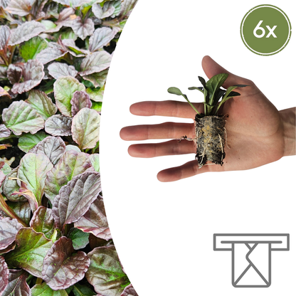 Ajuga Reptans – 6 Pluggen | Zelf Kweken & Genieten van een Prachtige Bodembedekker!