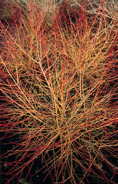 6x Cornus sang. 'Anny's Winter Orange' - ↕10-25cm - Ø9cm