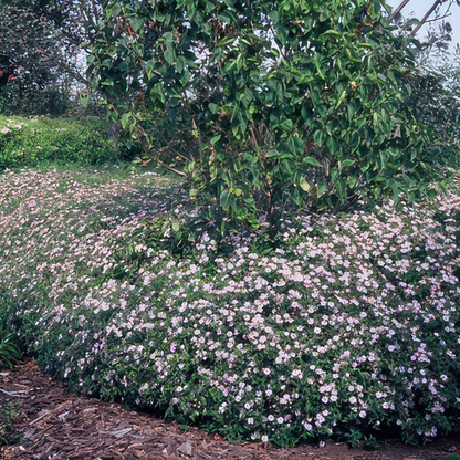 Aster – 6 Pluggen | Zelf Kweken & Genieten van een Kleurrijke Najaarstuin!