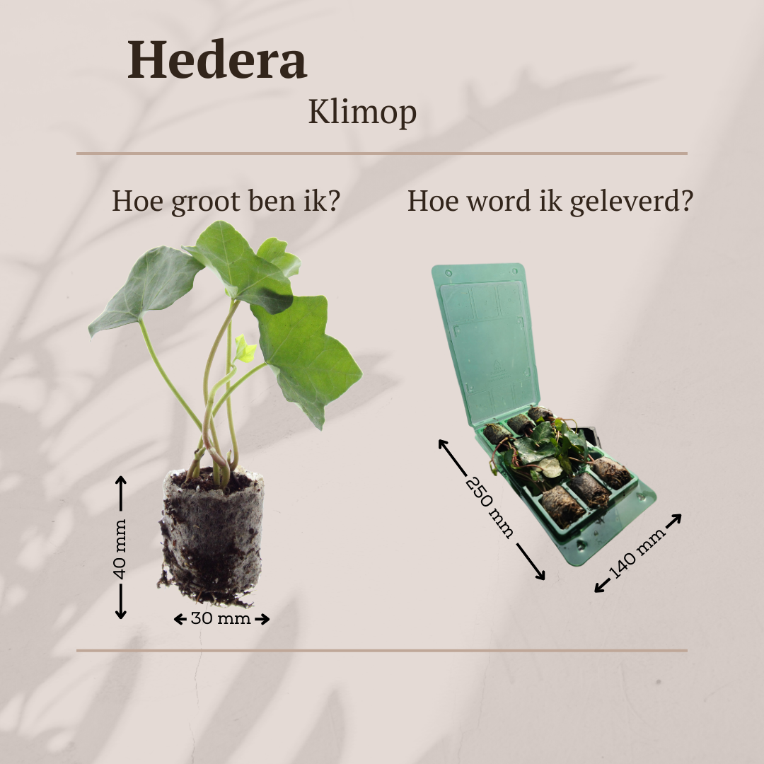 Hedera – 6 Pluggen | Groeien & Geniet van Groene Bedekking