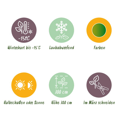 Green boutiQ - Terrasplant - Japanse Esdoorn - Acer palmatum Emerald Lace - Groen - 2 Planten - Bladverliezend - Pot 19cm Hoogte 70cm