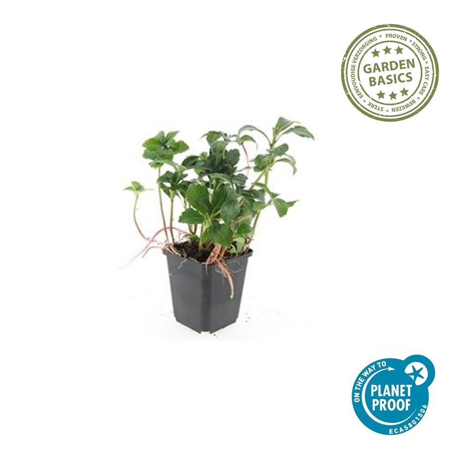 6x Pachysandra term. 'Green Sheen' - ↕10-25cm - Ø9cm