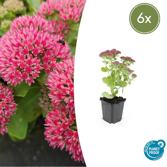 6x Sedum 'Herbstfreude' - ↕10-25cm - Ø9cm (kopie)