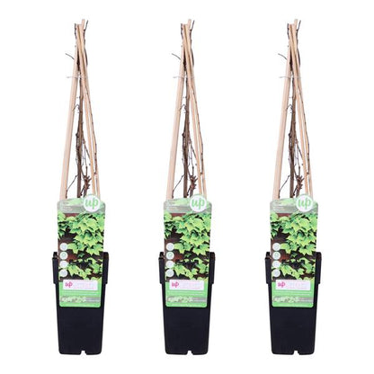 3x - Parthenocissus tricuspidata 'Veitch Boskoop' - ↨65cm - Ø15