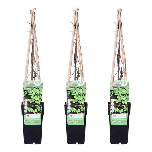 3x - Parthenocissus tricuspidata 'Veitch Boskoop' - ↨65cm - Ø15