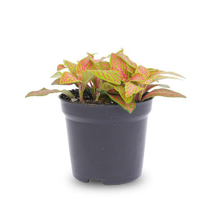 Fittonia Oranje - Roze - Ruby Lime - Mozaiekplantje - Potmaat 8