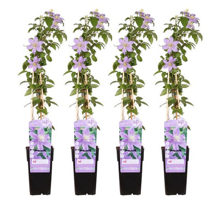 4x - Clematis Justa - ↨65cm - Ø15