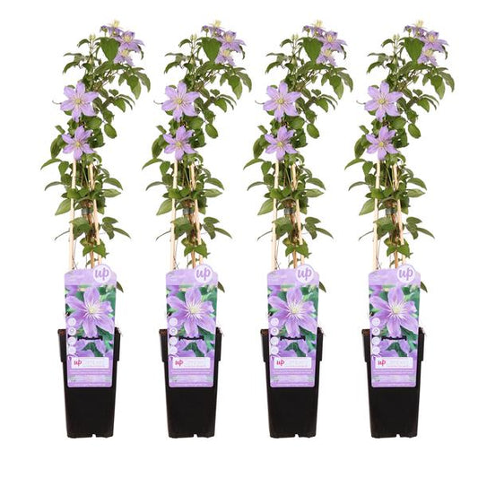 4x - Clematis Justa - ↨65cm - Ø15