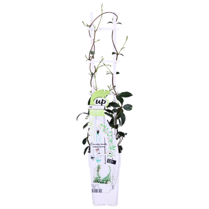 2x - Trachelospermum 'Star of Venice' - ↨65cm - Ø15