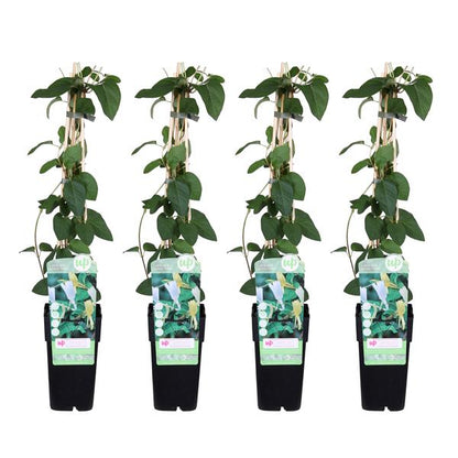 4x - Lonicera japonica 'Halliana' - ↨65cm - Ø15