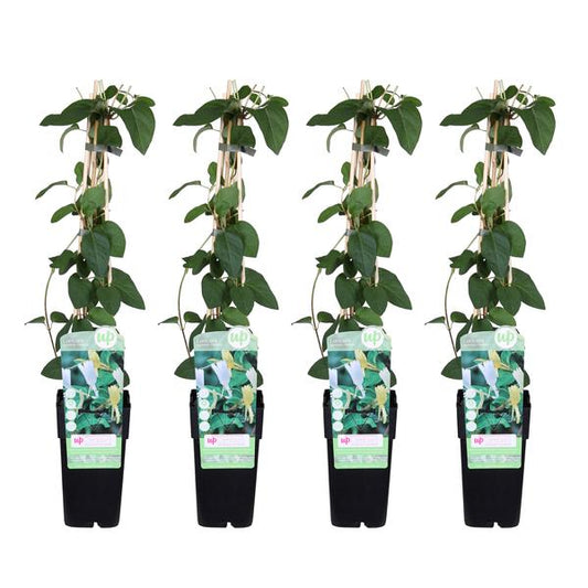 4x - Lonicera japonica 'Halliana' - ↨65cm - Ø15